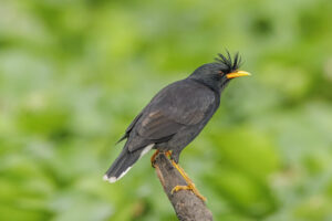 Great Myna