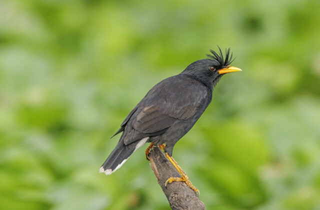 Great Myna