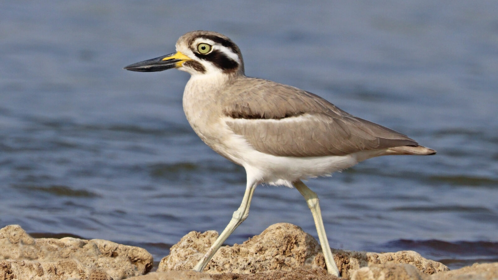Great Stone-curlew