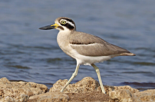 Great Stone-curlew
