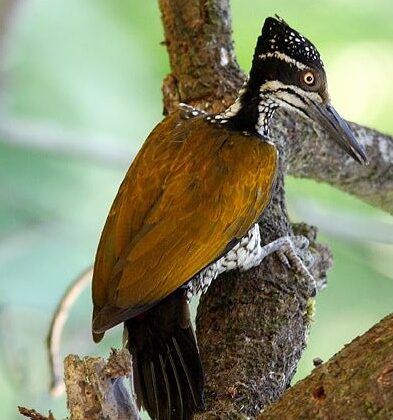 Malabar Flameback