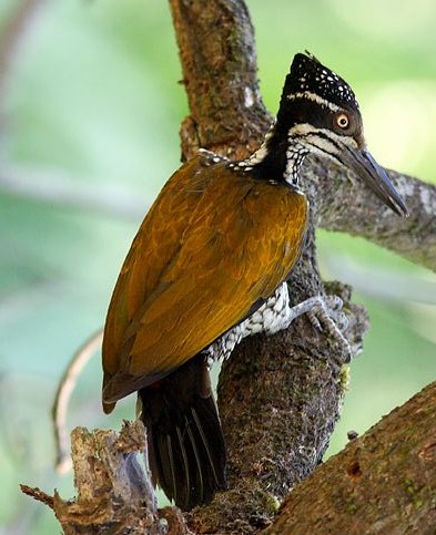 Malabar Flameback