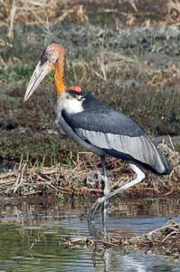 Greater Adjutant