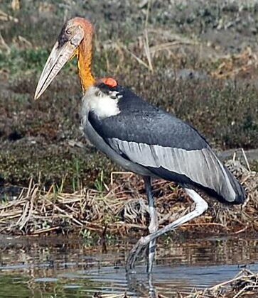 Greater Adjutant