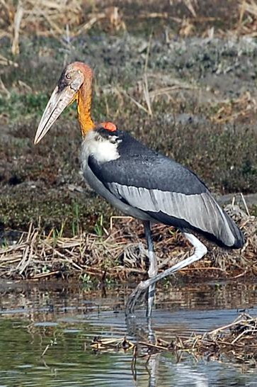 Greater Adjutant