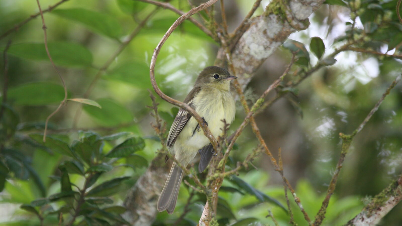 Blue Mountain Elaenia