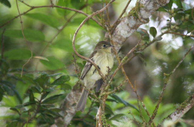 Blue Mountain Elaenia