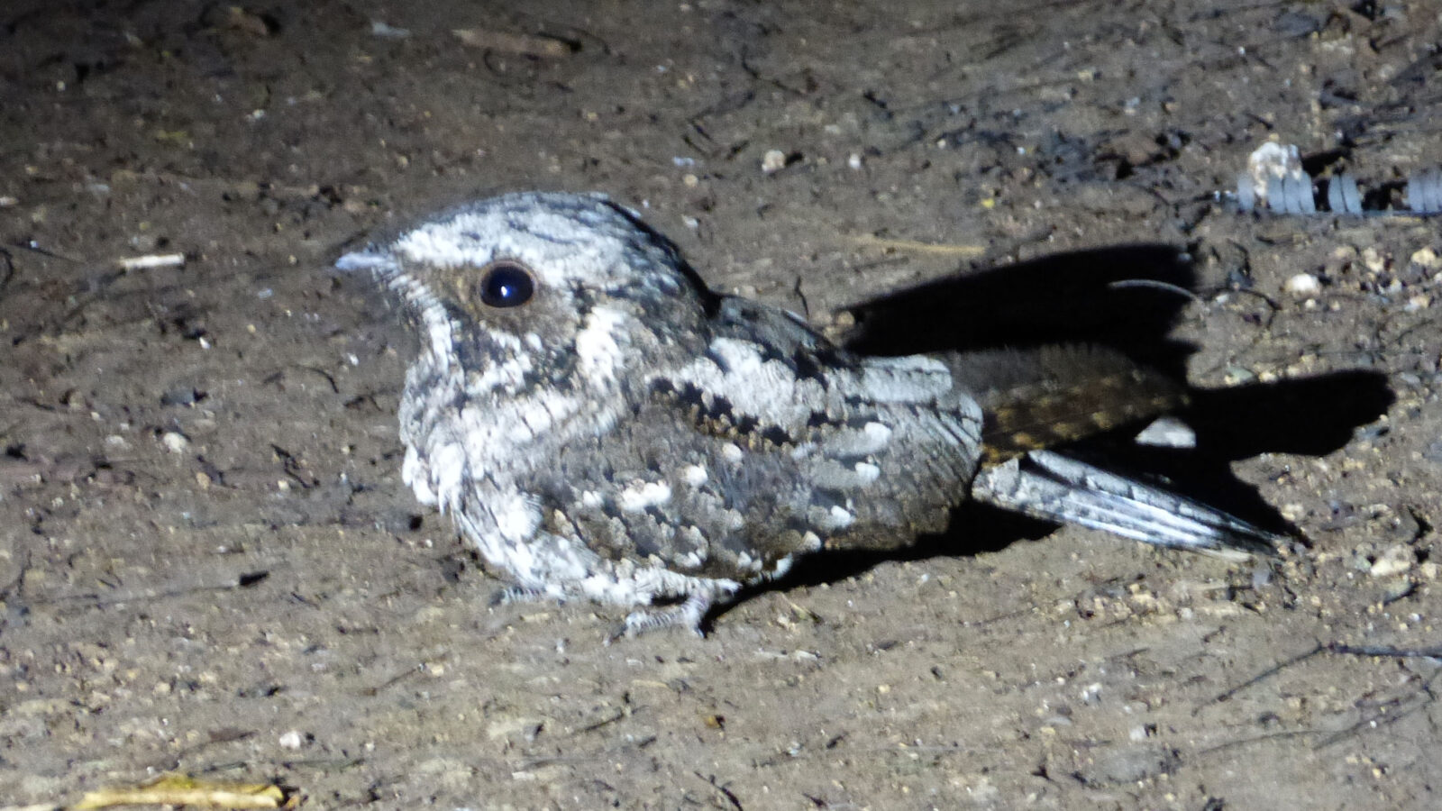 Cuban Nightjar