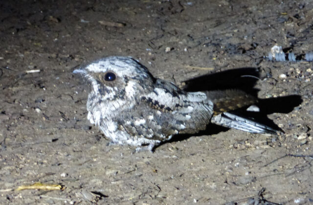 Cuban Nightjar