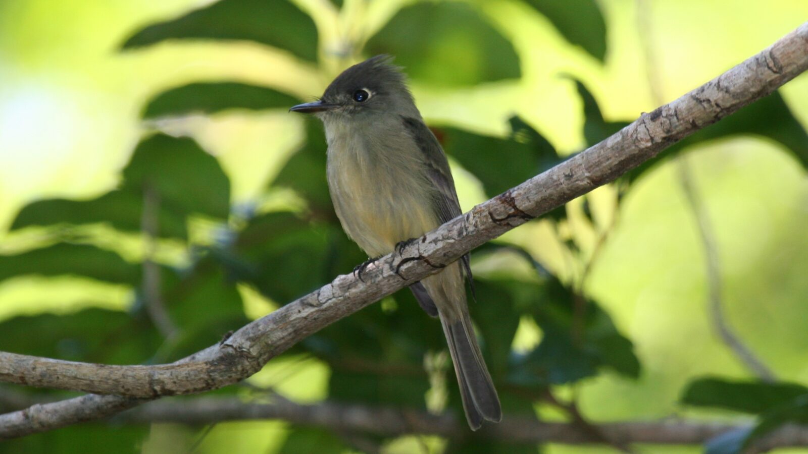 Cuban Pewee