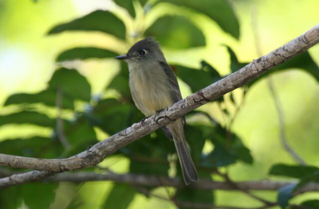 Cuban Pewee