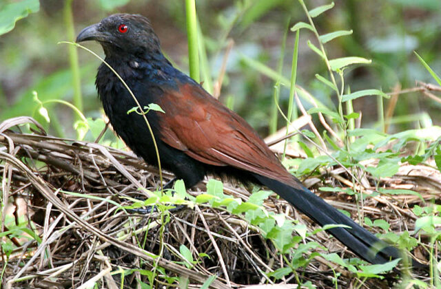 Greater Coucal
