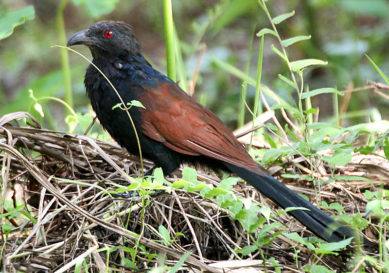 Greater Coucal