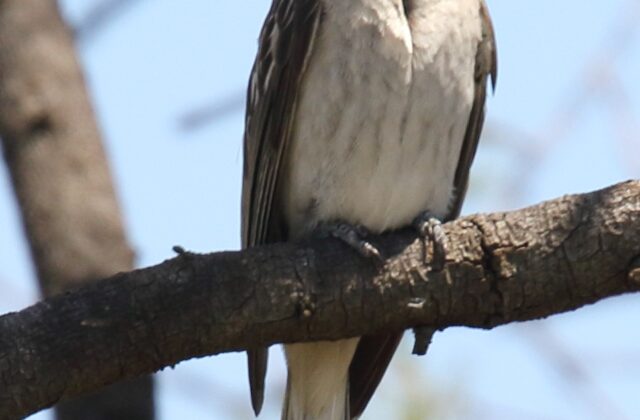 Greater Honeyguide