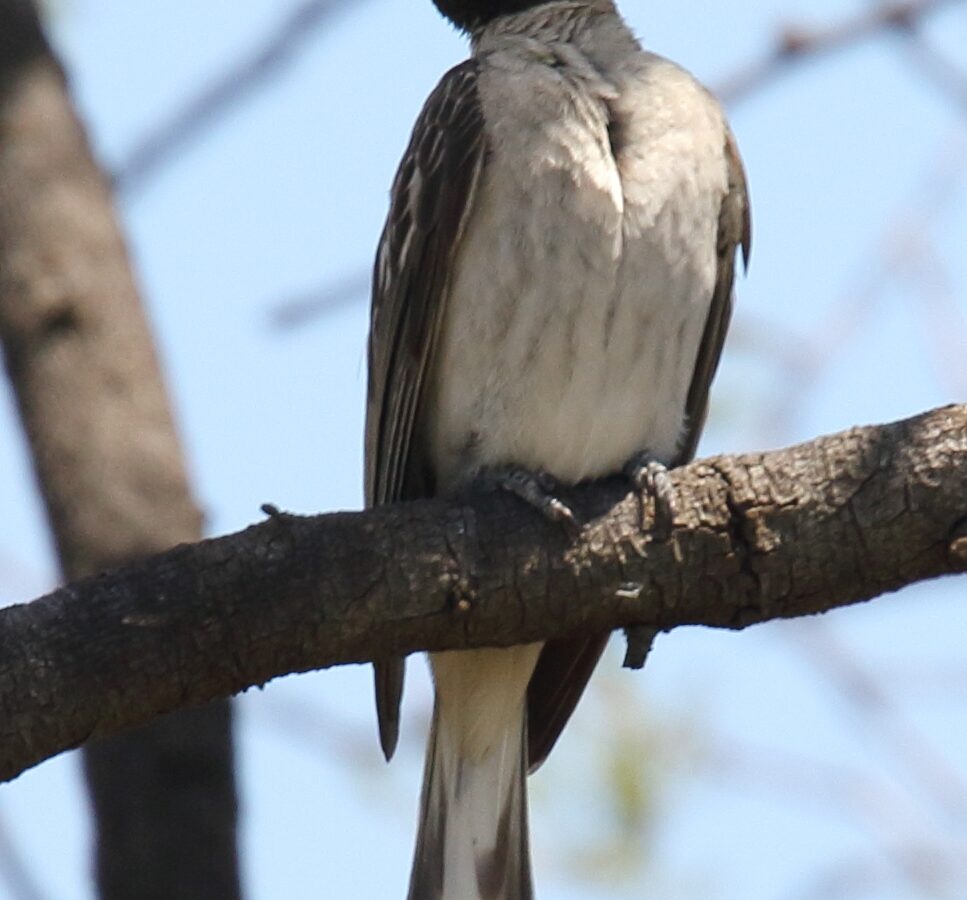 Greater Honeyguide