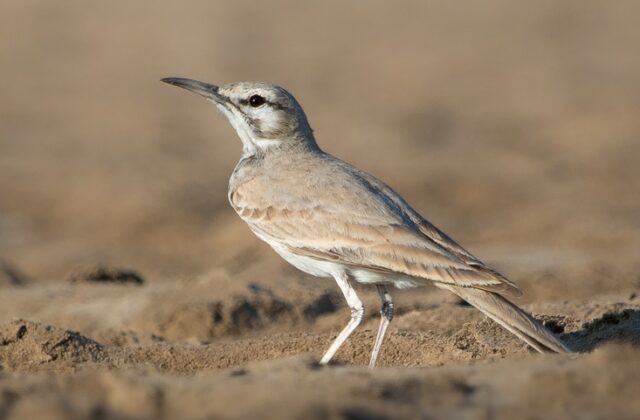 Greater Hoopoe-Lark