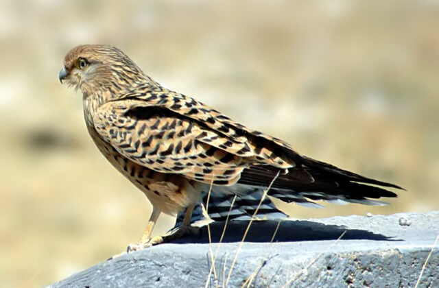 Greater Kestrel