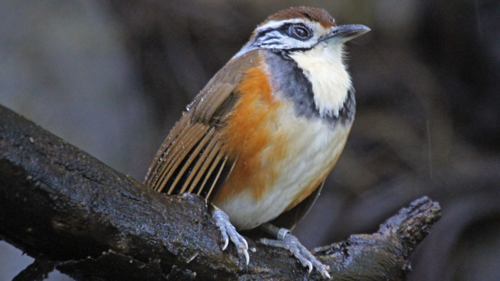 Greater Necklaced Laughingthrush