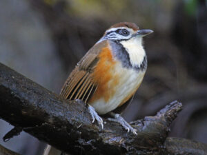 Greater Necklaced Laughingthrush