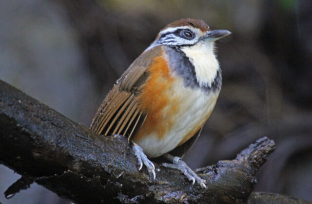 Greater Necklaced Laughingthrush