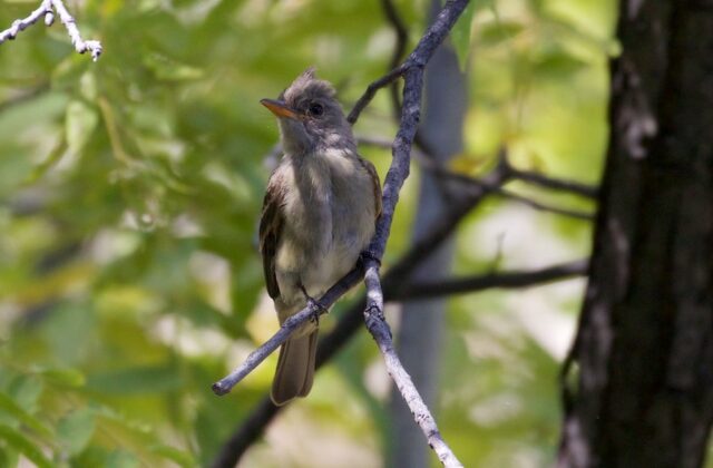Greater Pewee