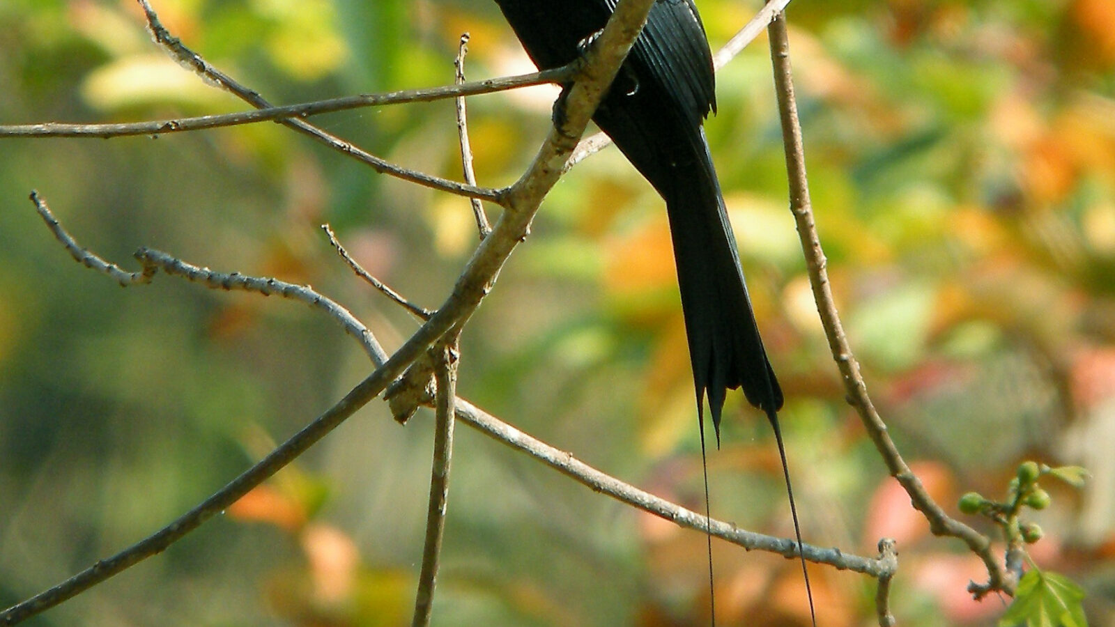 Greater Racket-tailed Drongo