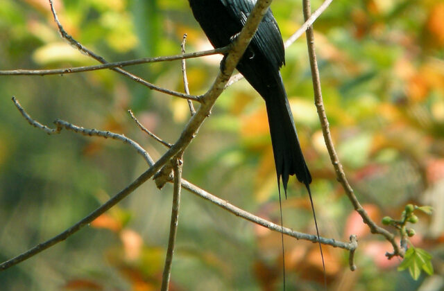 Greater Racket-tailed Drongo