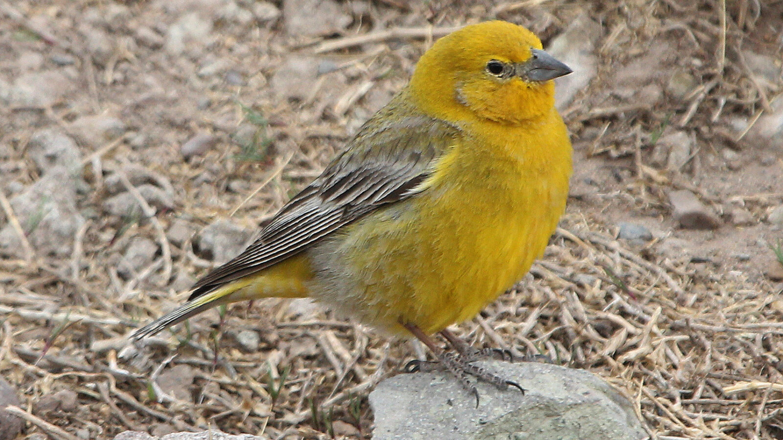 Greater Yellow Finch