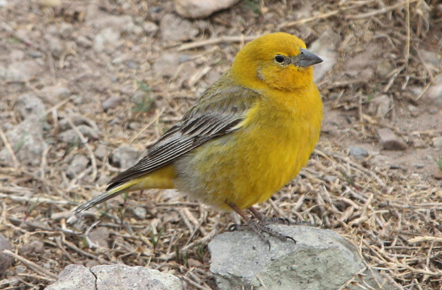 Greater Yellow Finch