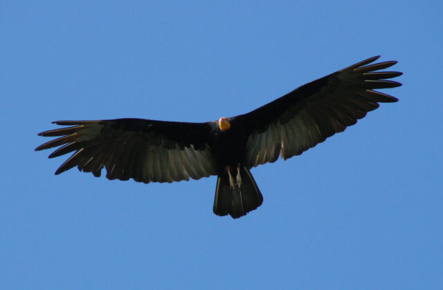Greater Yellow-headed Vulture
