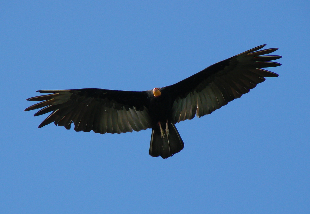 Greater Yellow-headed Vulture