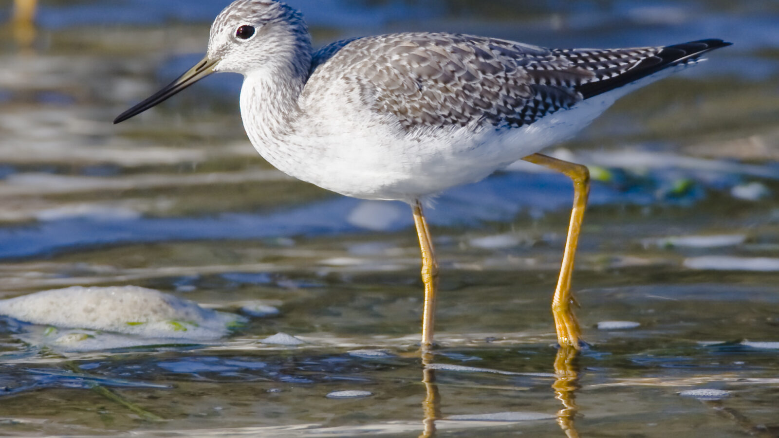 Greater Yellowlegs