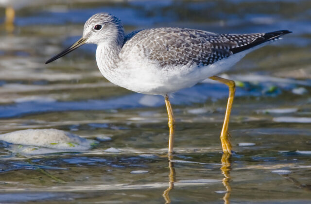 Greater Yellowlegs