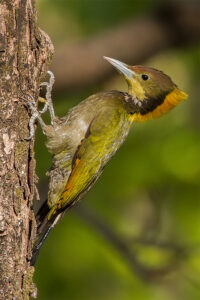 Greater Yellownape