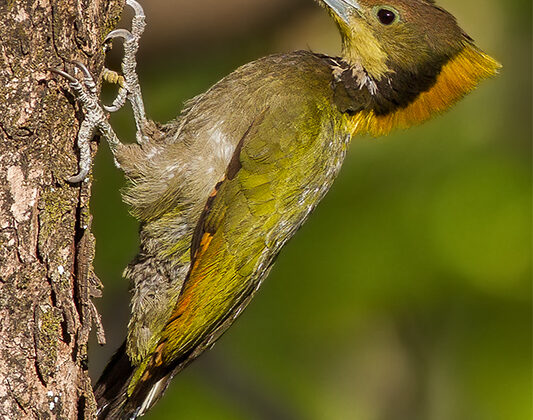 Greater Yellownape