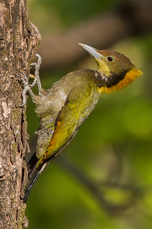 Greater Yellownape