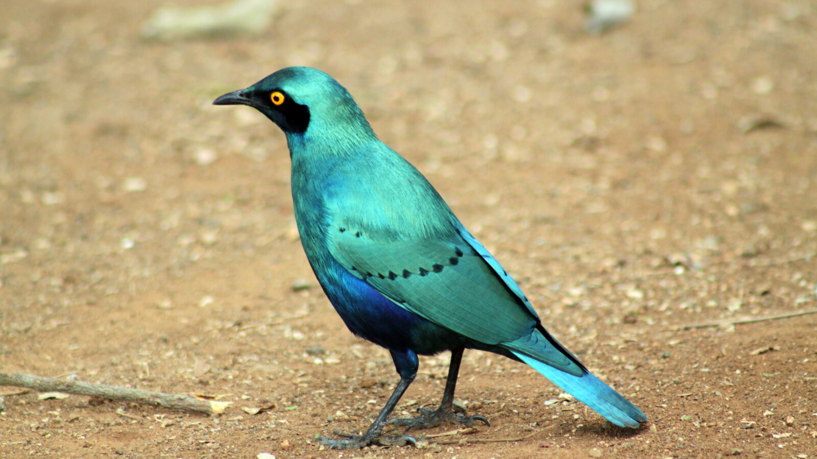 Greater Blue-eared Starling