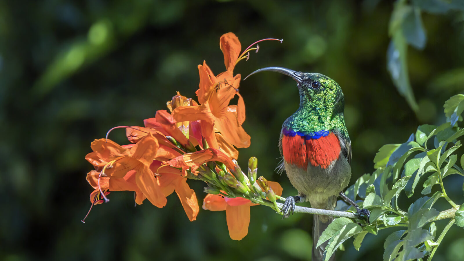Greater Double-collared Sunbird