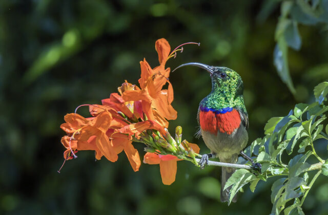 Greater Double-collared Sunbird
