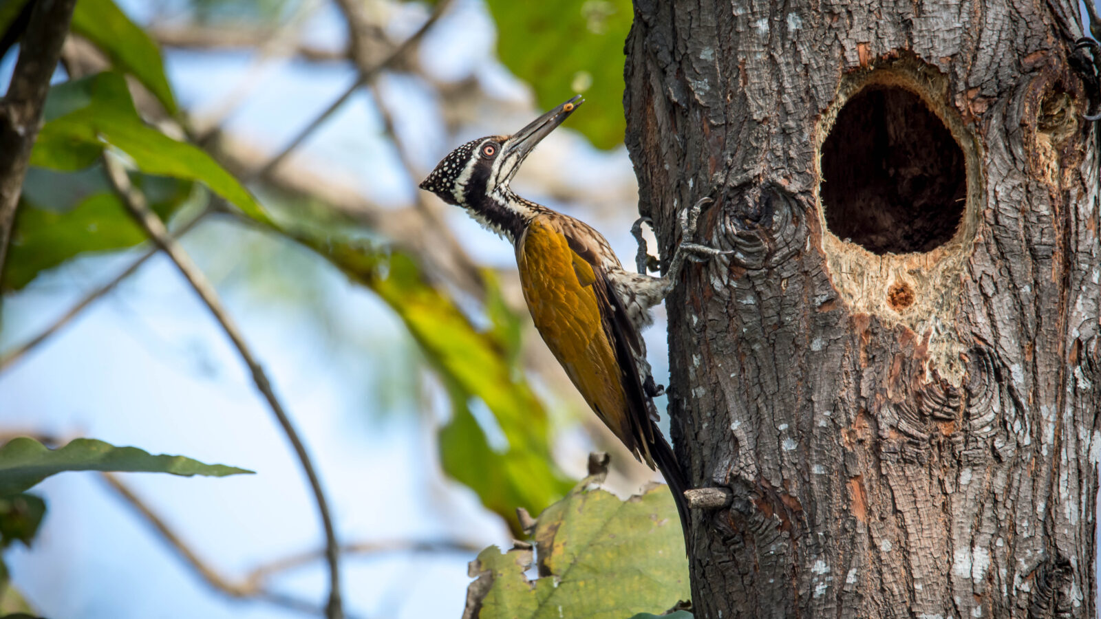 Greater Flameback
