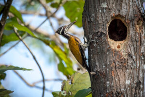 Greater Flameback