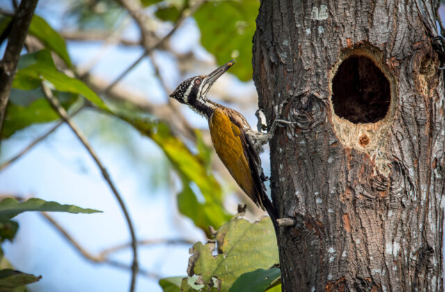 Greater Flameback
