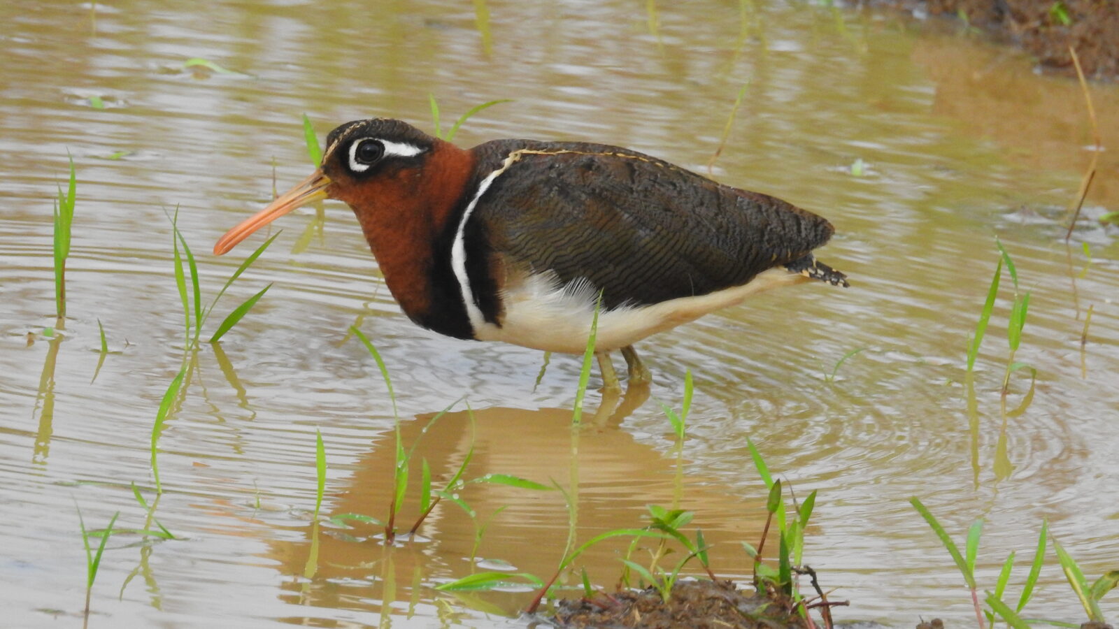 Greater Painted-snipe