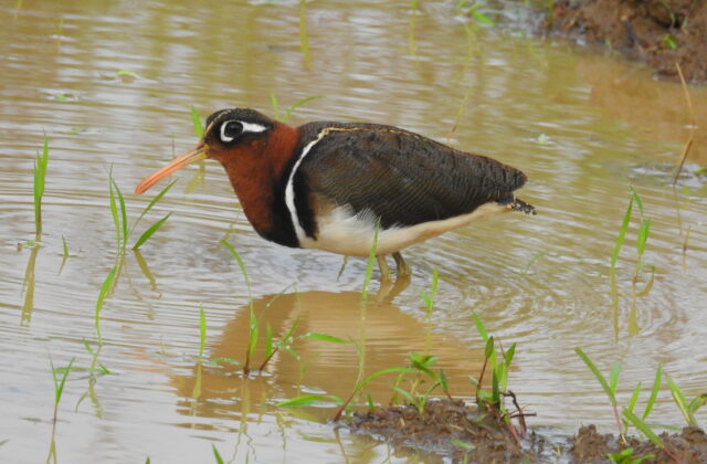 Greater Painted-snipe
