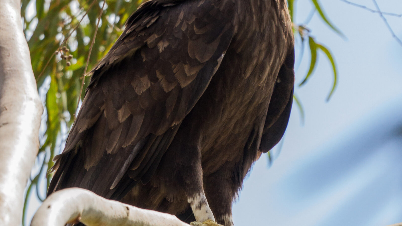 Greater Spotted Eagle