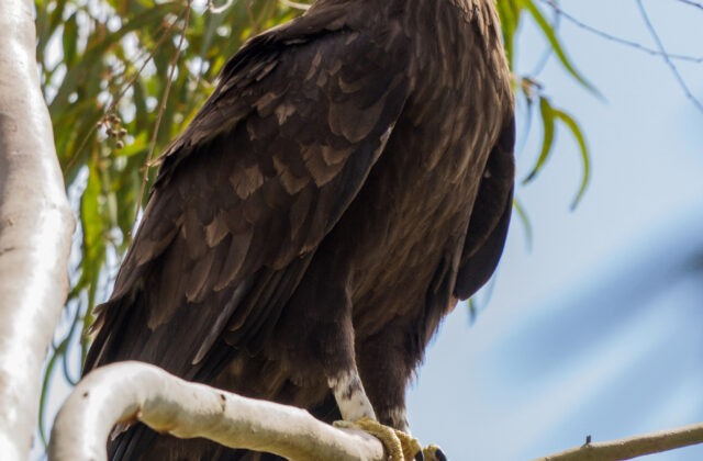 Greater Spotted Eagle