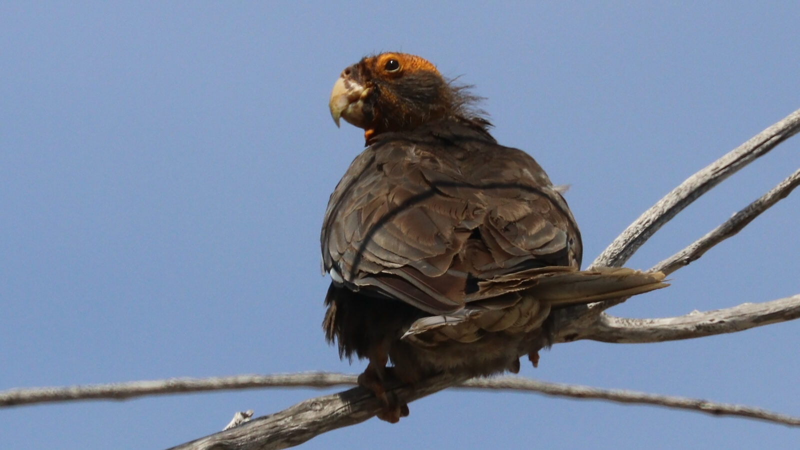 Greater Vasa Parrot