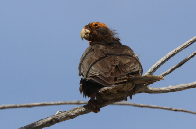 Greater Vasa Parrot