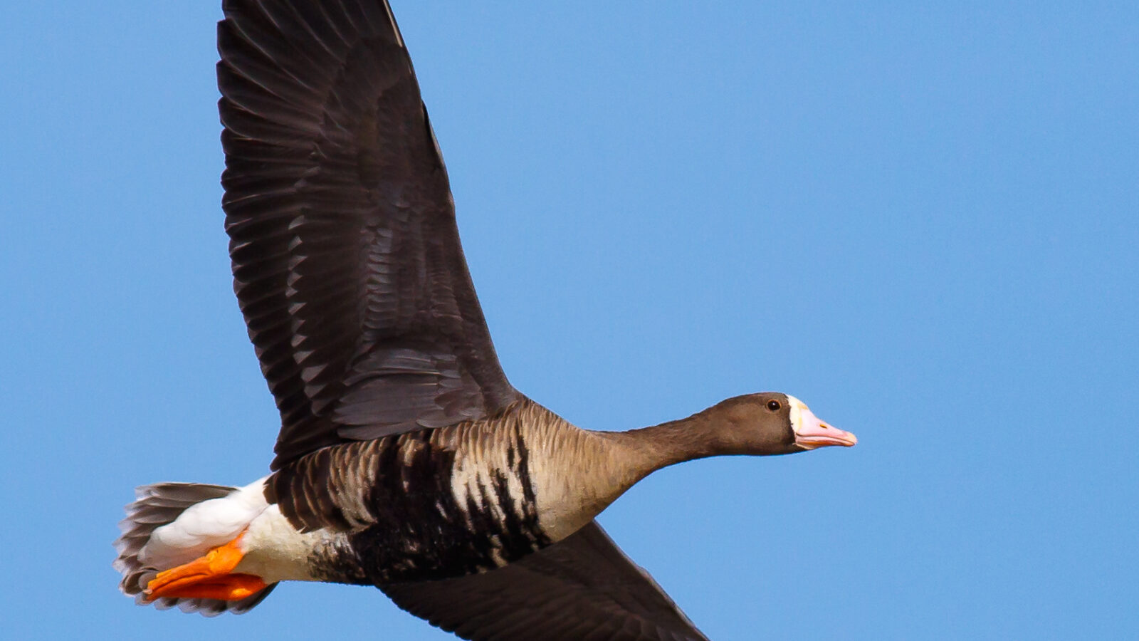Greater White-fronted Goose