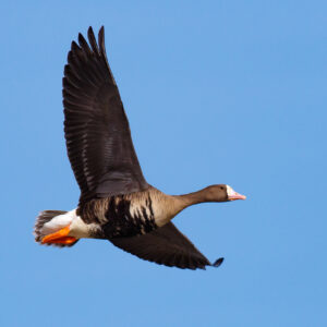 Greater White-fronted Goose